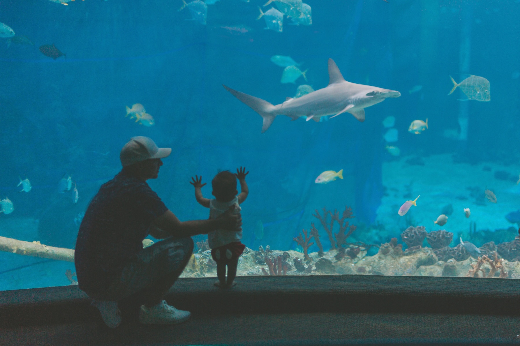 a-baby-watching-a-shark-swimming-at-the-aquarium-2024-10-18-05-05-09-utc Wedding packages in chattanooga showcasing a bride and groom standing on stage preparing to be married.